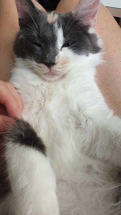 Кошенята турецької ангори