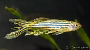 GB danio pręgowany