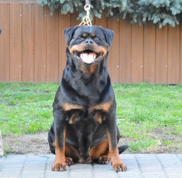Rottweiler, szczeniak, samiec, rezerwacja ZKwP Poznań