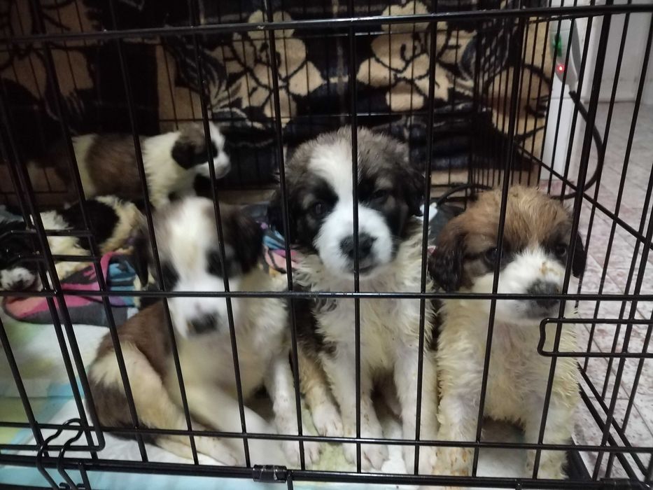 Ninhada dançante procuram famílias para amar