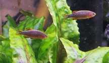 Razbora Galaxy Ryba Akwariowa