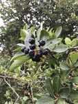 Aronia, owoce aronii