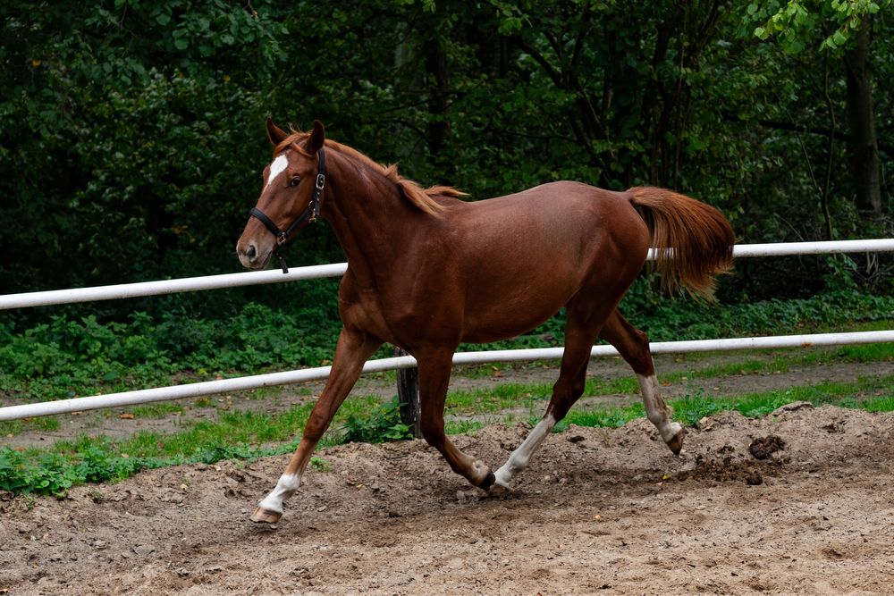 Koń sp walach skoki kwpn