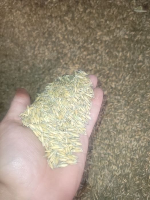 Sprzedam  owies tegoroczny