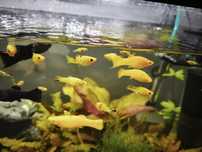 Oddam molinezje za darmo