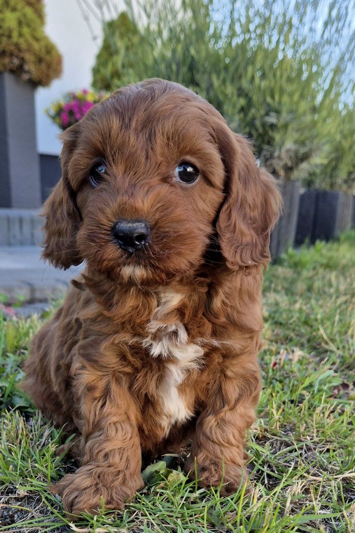 Cavapoo Samczyk F1B
