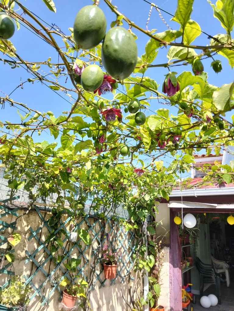 Plantas de maracujá alata gigantes