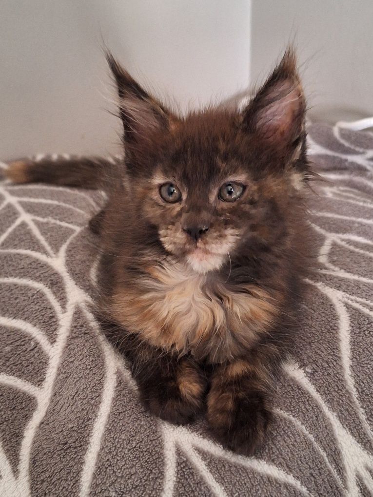 Czarna szylkreta Maine Coon