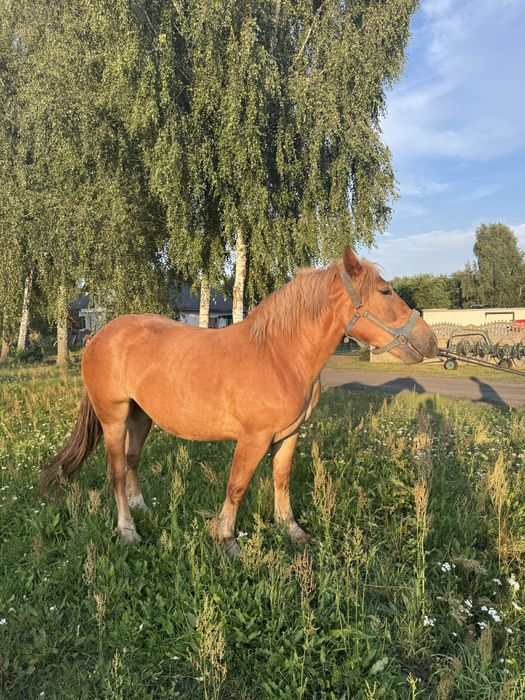 Klacz Źrebna 5 miesiecy