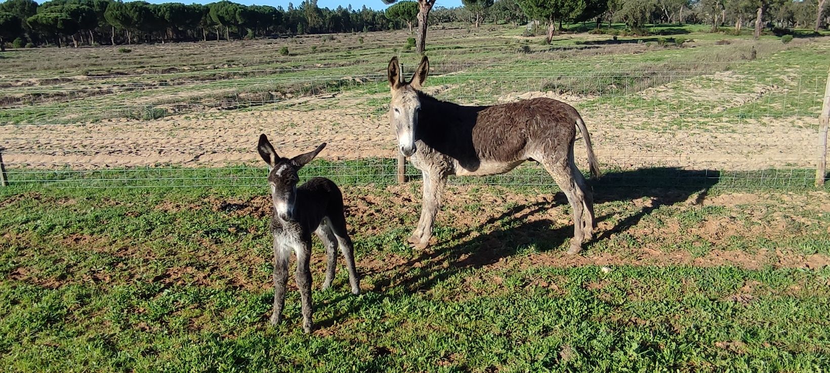 Burros,  Burras e crias