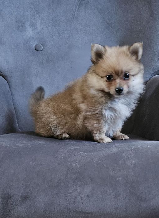 Pomeranian boo aktualne
