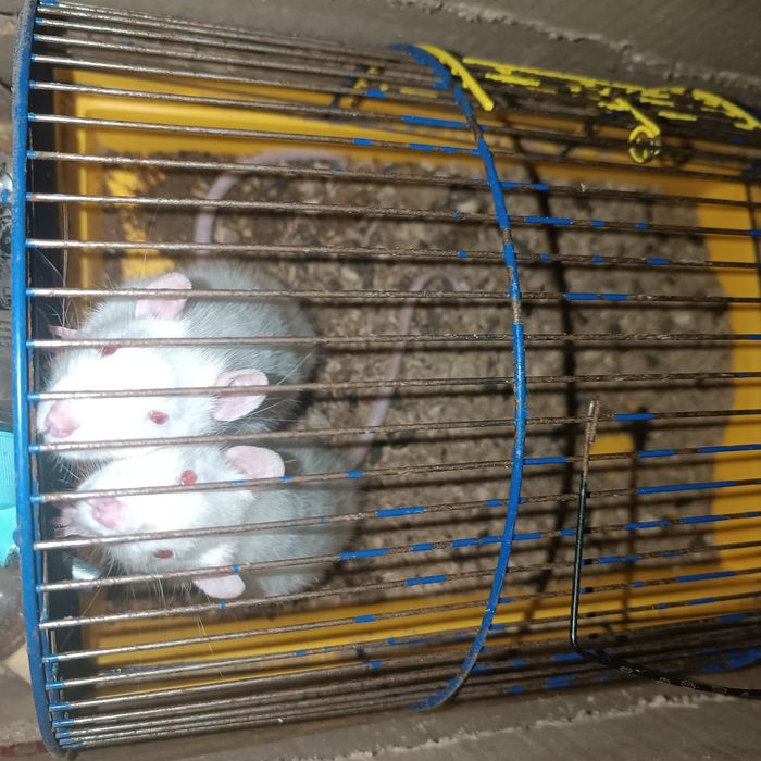 Продаються декоративні криси