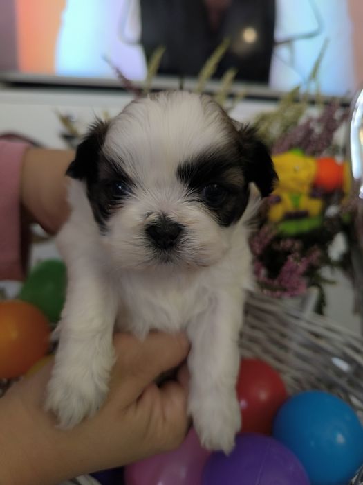 Suczka shih tzu Zhpr UCI umowa chip wyprawka rodowód 4 pokoleniowy