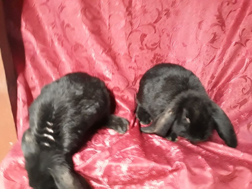 Kroliki  barany francuskie