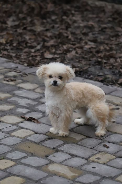 Пальтипу мальчик мини