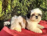 Przepiękna suczka shih tzu  gotowa do odbioru