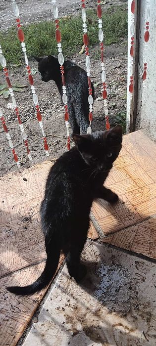 Oddam za darmo kotkę