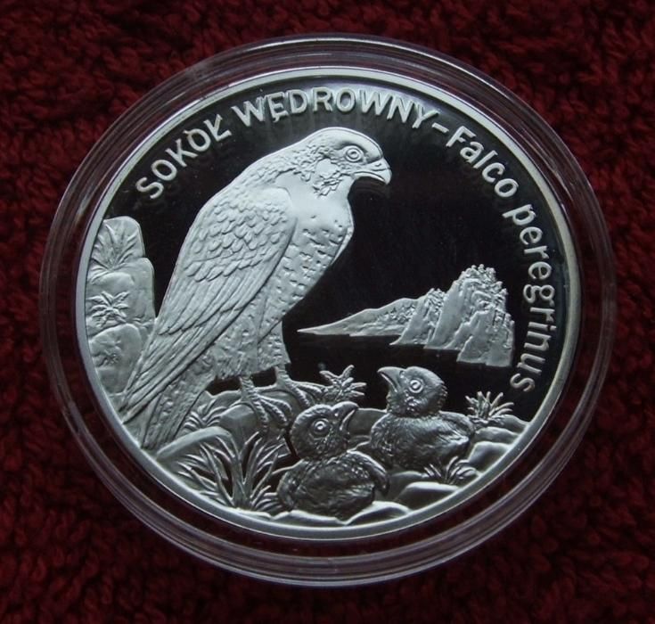 Moneta 20 ZŁ PTAK SOKÓŁ WĘDROWNY 2008 Rok - Po kolekcjonerze W kapslu