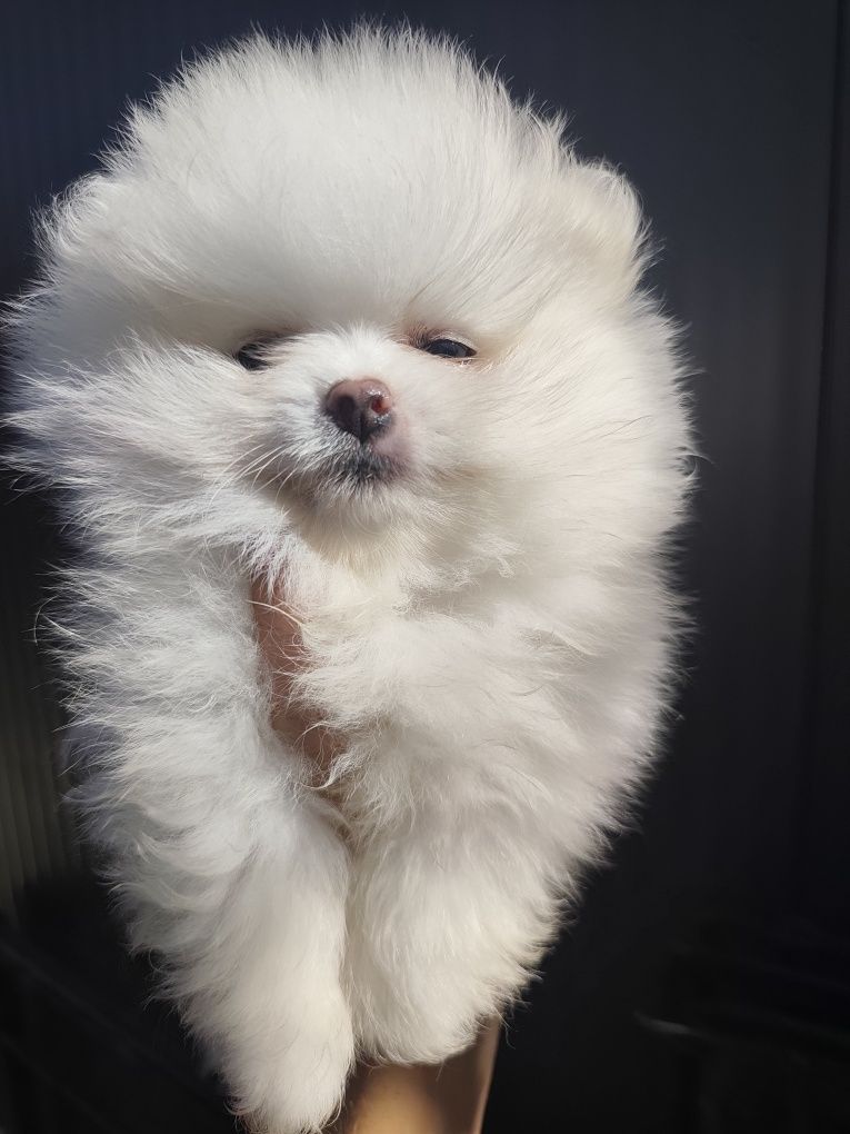 Spitz macho anão