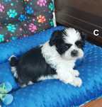 SHIH TZU szczeniaczki z wielopokoleniowym  rodowodem