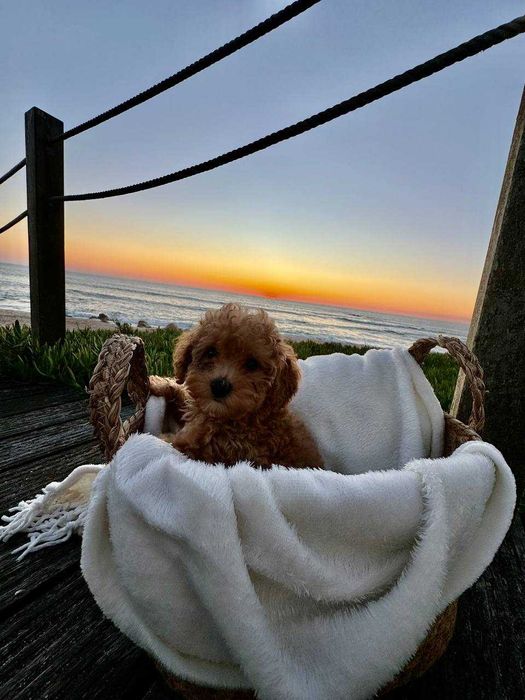 Toy Caniche Mini Micro Menina Disponível