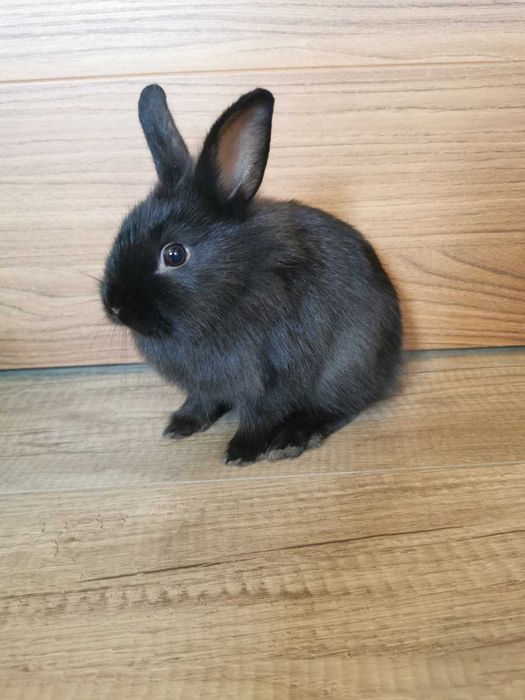 Kroliczki miniaturki