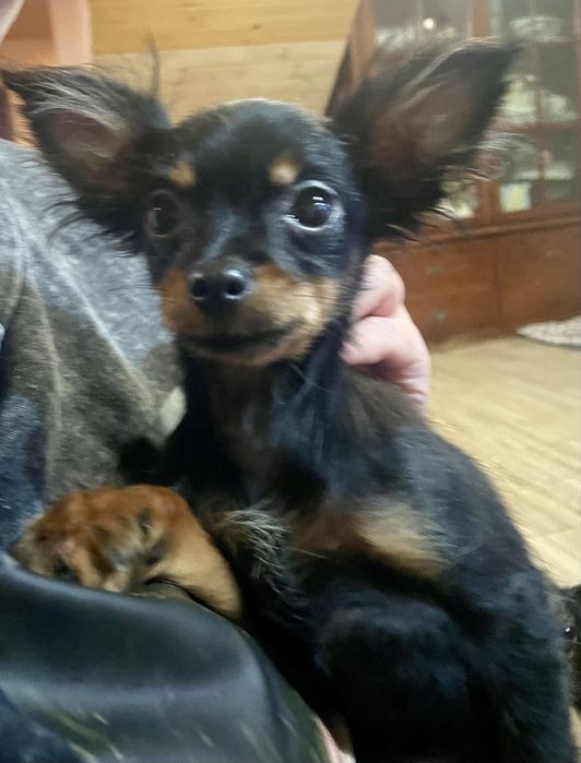 Toy rosyjski długowłosy