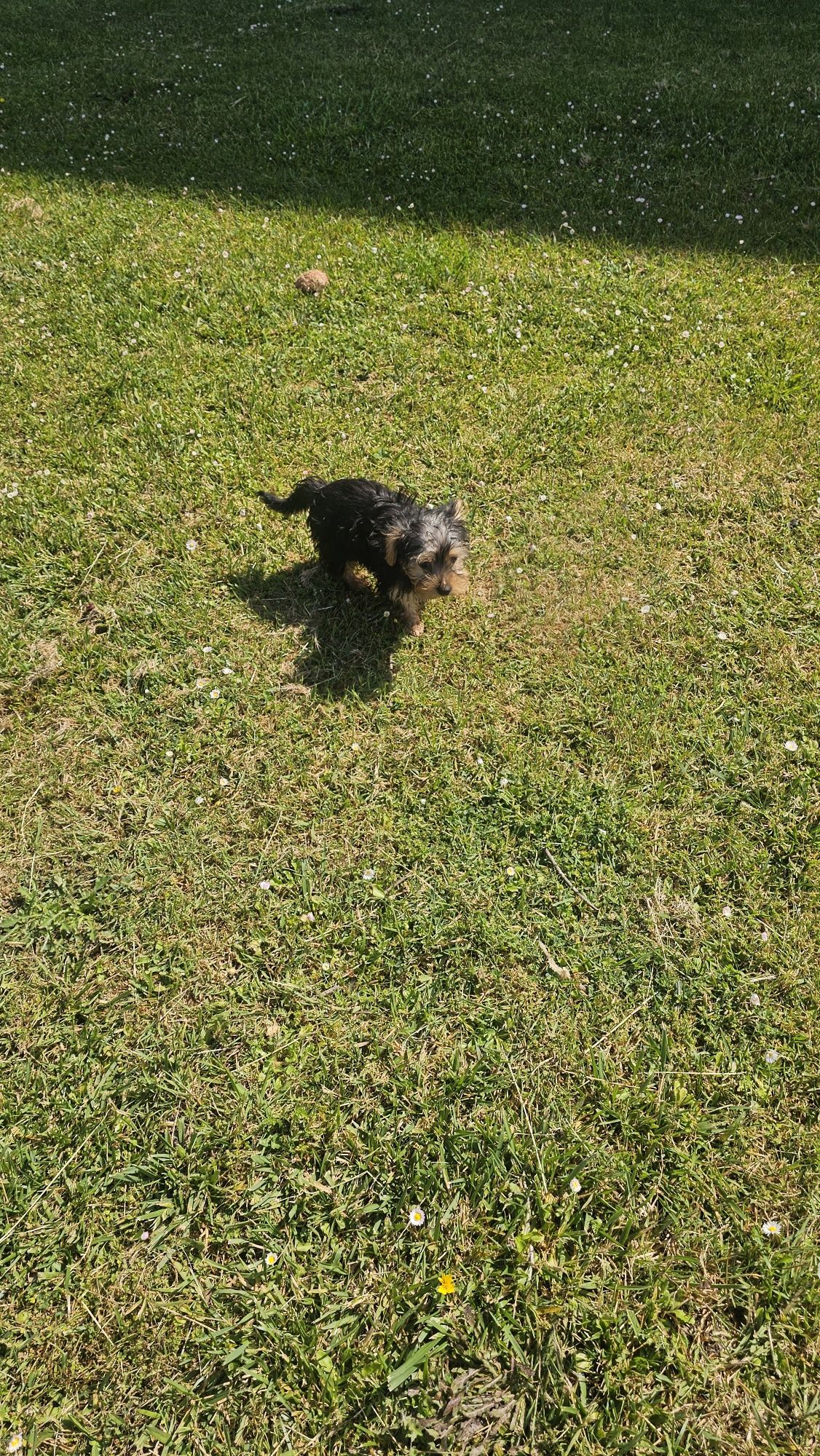 Yorkhire terrier fêmea
