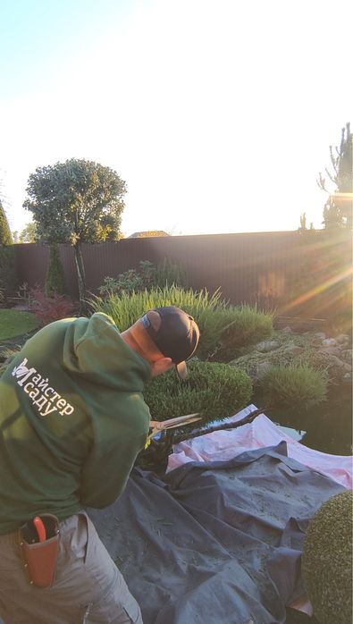 Топіарна стрижка декоративних рослин, догляд, підживлення, обробка