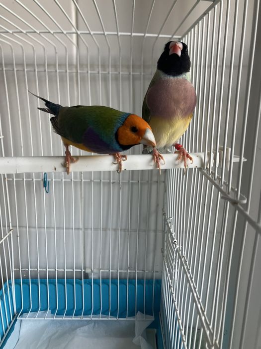 Diamantes gould 2025 portadores de azul