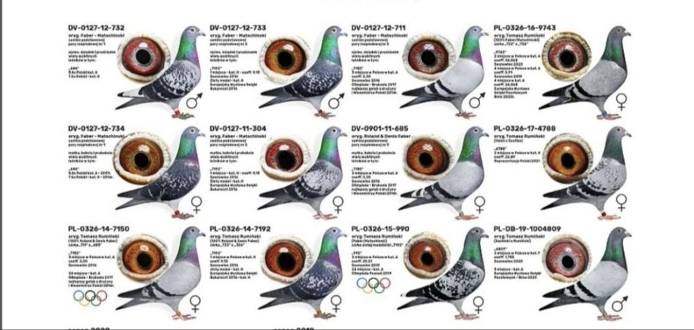 Gołąb Tomasz Rumuński x Faber Matschinski "Super Samica Rozpłodowa