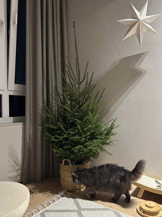 Жива ялинка у горщику