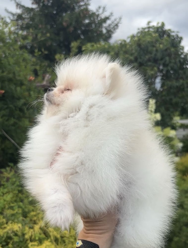 Szpic miniaturowy pomeranian bialy kremowy