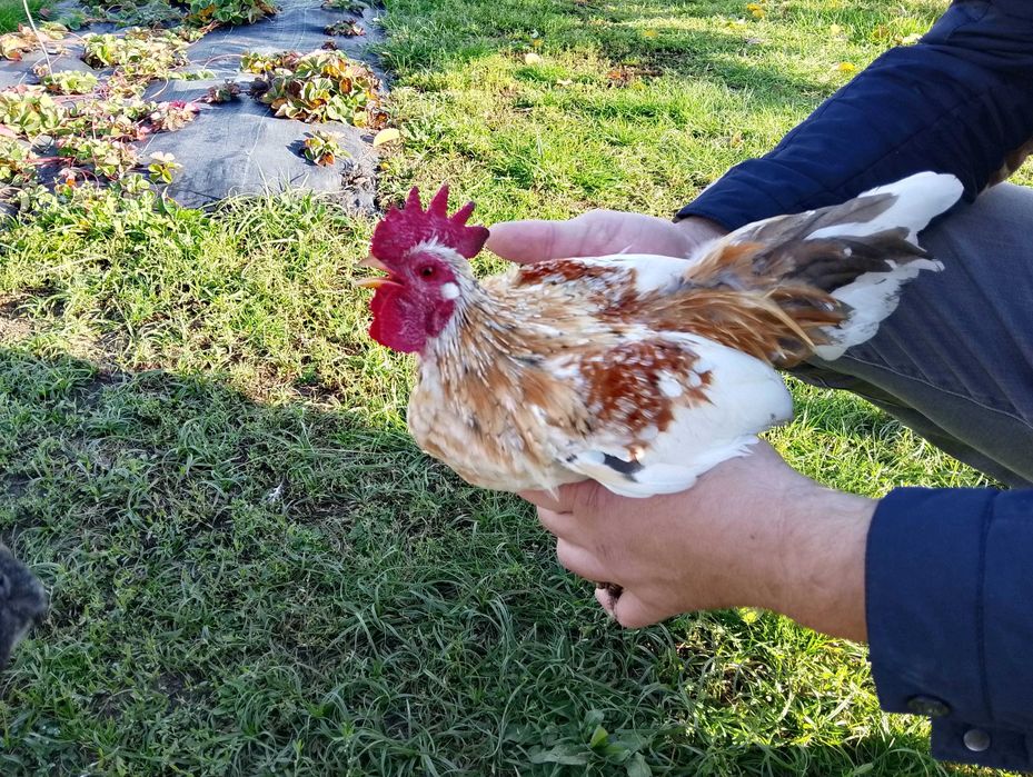 Kury ozdobne -koguty