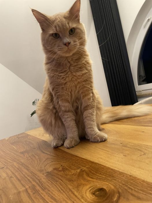 MAINE COON – młody kocur hodowlany