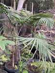 Palmeira real australiana para jardins tropicais