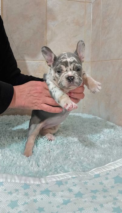 Лиловая красота. Французский бульдог