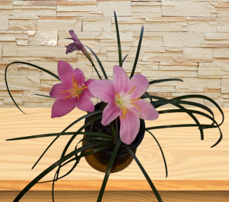 Зефирантес карината, Аглаонема, фиалка от 100 грн