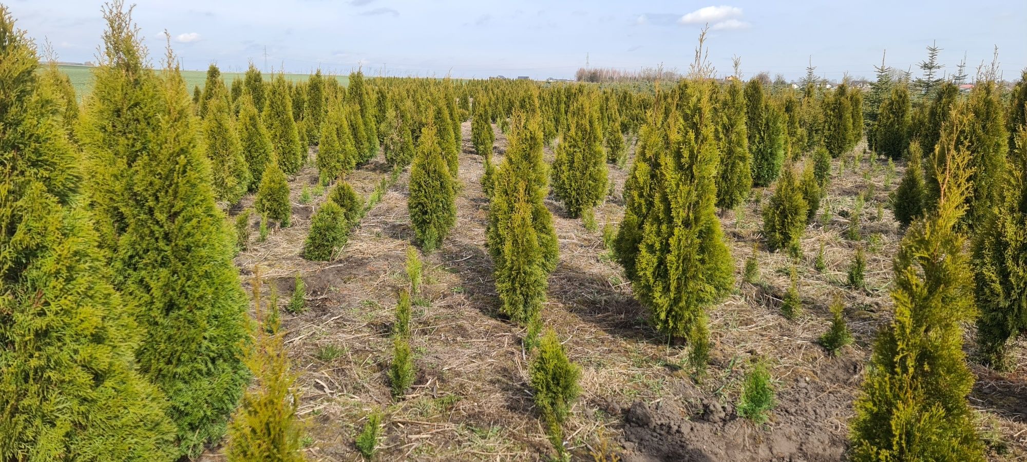 Duże Produent Thuj smaragd  Thuja Smaragd  1.5 m  Okazja