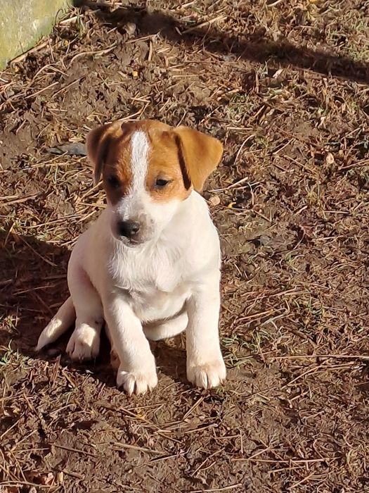 Sprzedam suczkę Jack Russell terrier