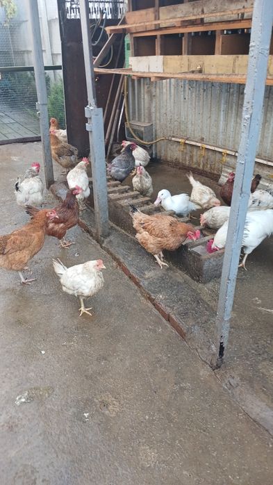 Петухи-куры домашние. Недорого