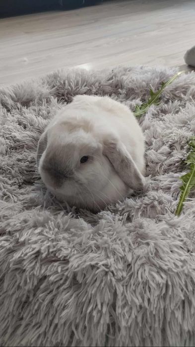Mini lop z wyposażeniem
