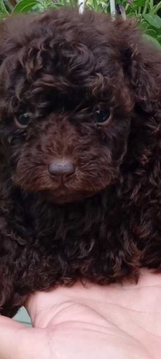 Щенки Шоколадный Пудель