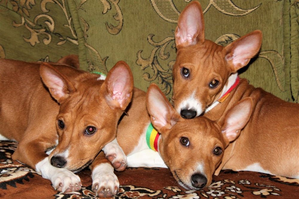 Цуценяти басенджи