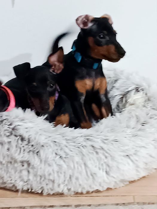 Pinczer miniaturowy ZKwP - zdrowy, gotowy do odbioru, wyprawka