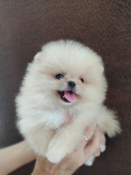 Шпиц девочка Днепр