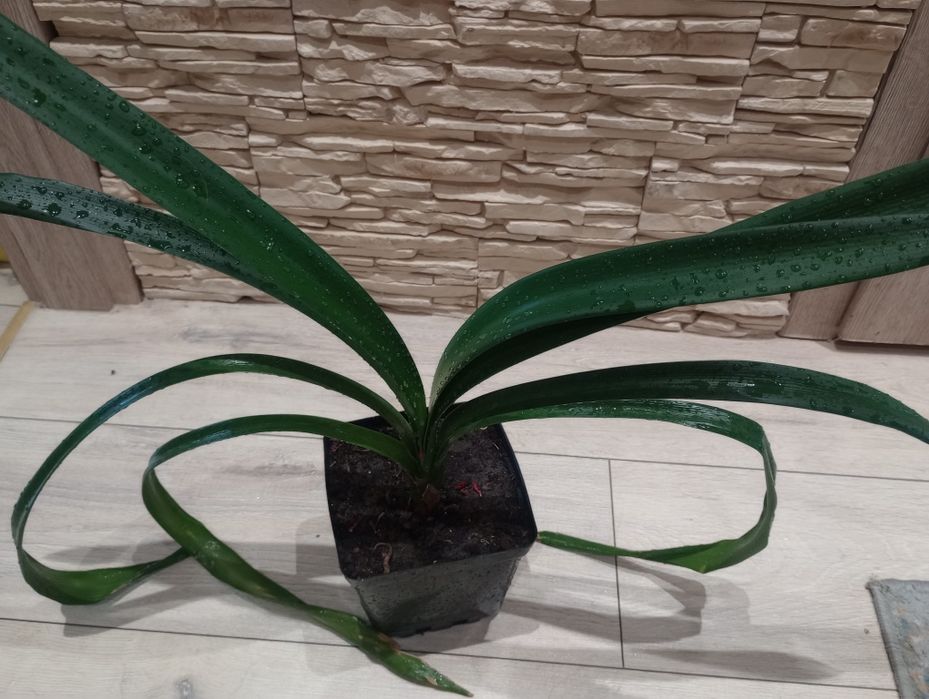 Kliwia ukorzeniona sadzonka z młodym odrostem