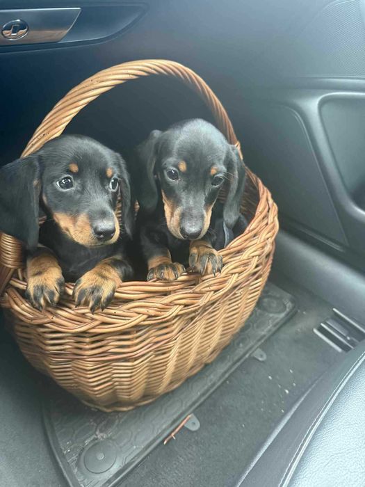 Jamnik krótkowłosy piesek