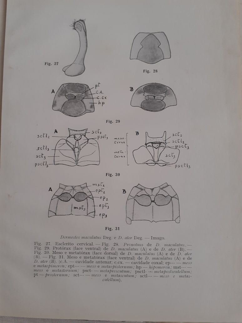 Estudos, ensaios e Documentos , A Entomofauna dos produtos armazenados