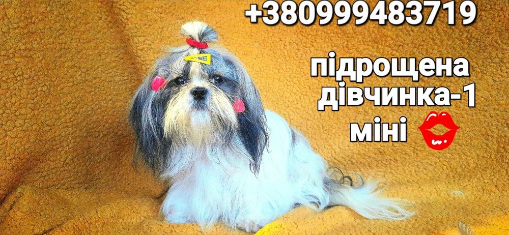 Дві дівчинкі міні ши-тцу- одна вже підрощена, а інша менша за віком